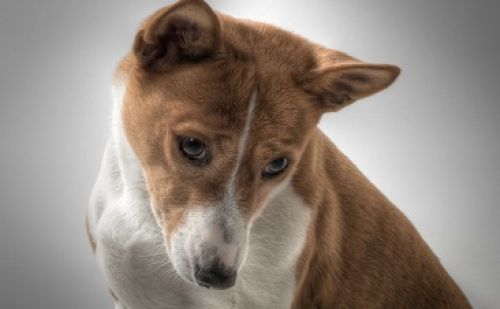 Basenji Basenji