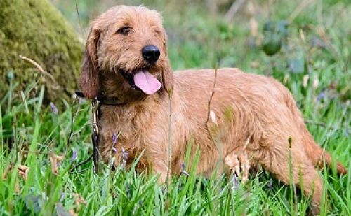 Basset Fauve de Bretagne Basset Fauve de Bretagne