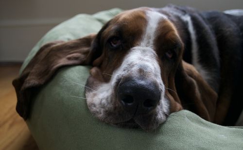 Basset Hound Basset Hound