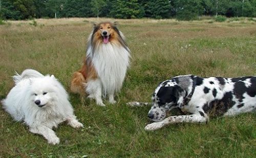 Les races de chiens Les races de chiens