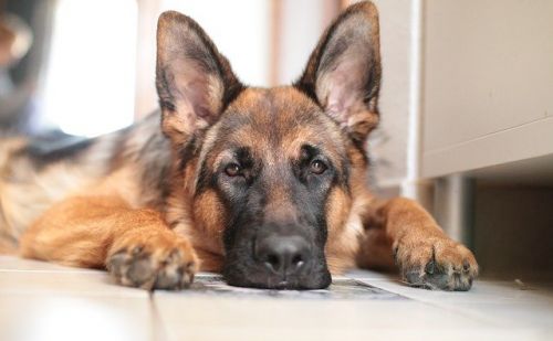 Berger Allemand Berger Allemand