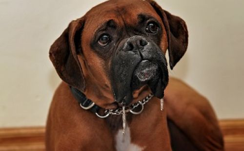 Boxer Boxer