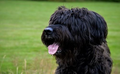 Briard Briard