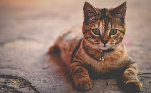 Chat perdu Chat perdu