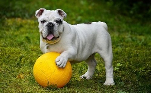 Bulldog Anglais Bulldog Anglais