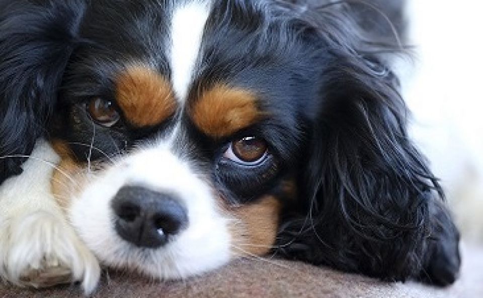 Le Cavalier King Charles Spaniel Un Petit Chien Tendre Et Gracieux Animalweb