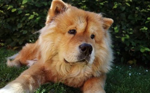 Chow-Chow Chow-Chow