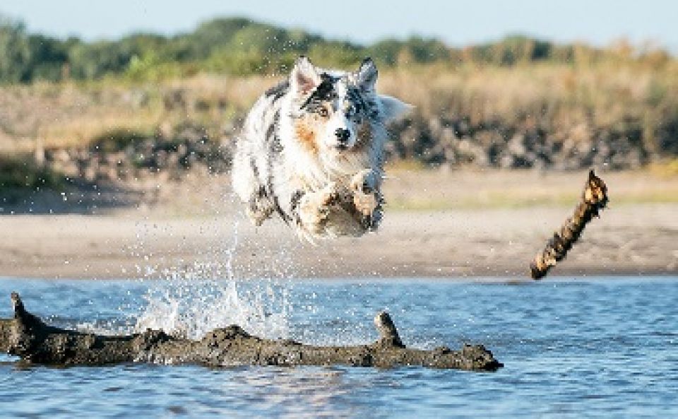 Decouvrez Le Berger Australien Un Chien Sportif Et Tendre Animalweb