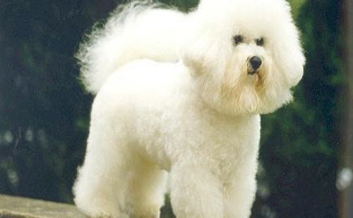 Bichon Bolonais Bichon Bolonais