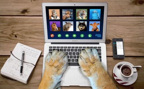 Blog | AnimalWeb Blog | AnimalWeb