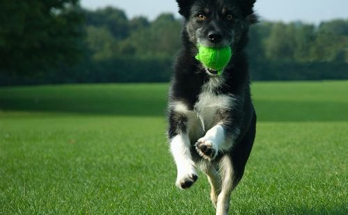 Chien | AnimalWeb Chien | AnimalWeb