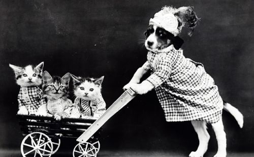 Pet Sitter Pet Sitter