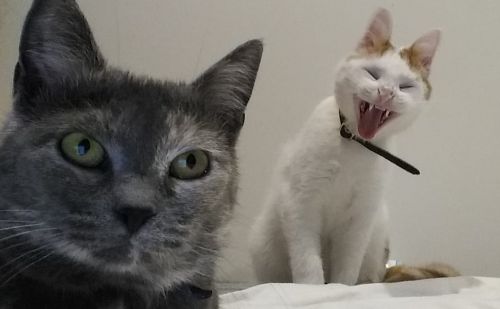 Figaro et Plume - le blog des chats Figaro et Plume - le blog des chats - AnimalWeb Belgique