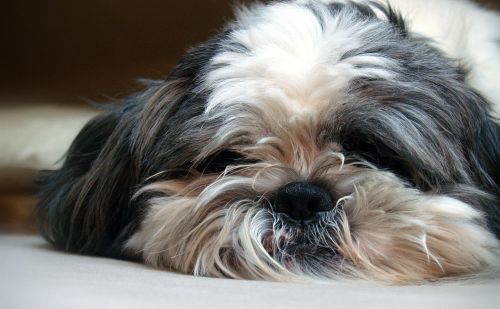 Shi Tzu Shi Tzu