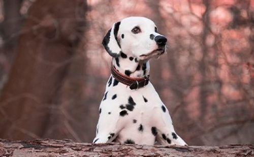 Dalmatien Dalmatien