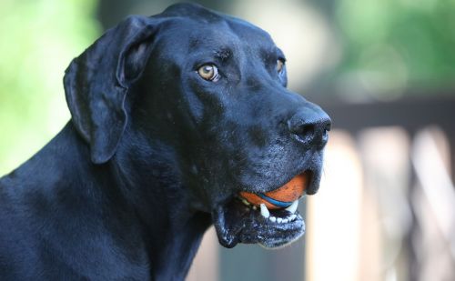Dogue Allemand Dogue Allemand