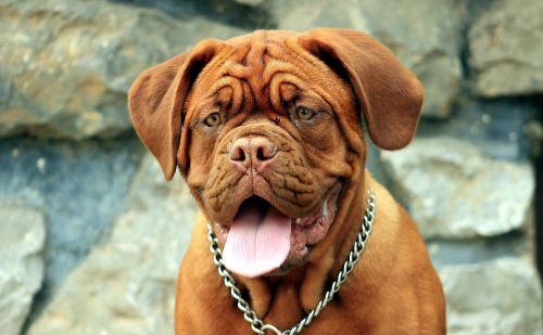 Dogue de Bordeaux Dogue de Bordeaux