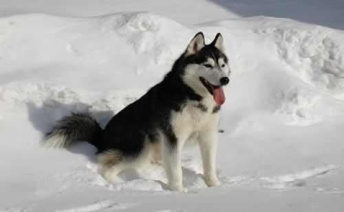 Husky de Sibérie Husky de Sibérie
