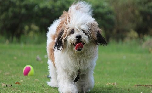 Lhassa Apso Lhassa Apso