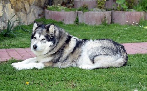 Malamute d’Alaska Malamute d’Alaska