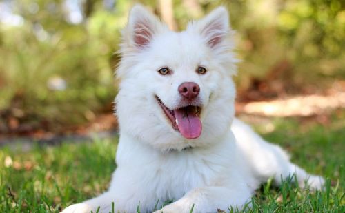 Les élevages de chiens de race Les élevages de chiens de race