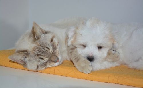 Animaux d'élevages Animaux d'élevages