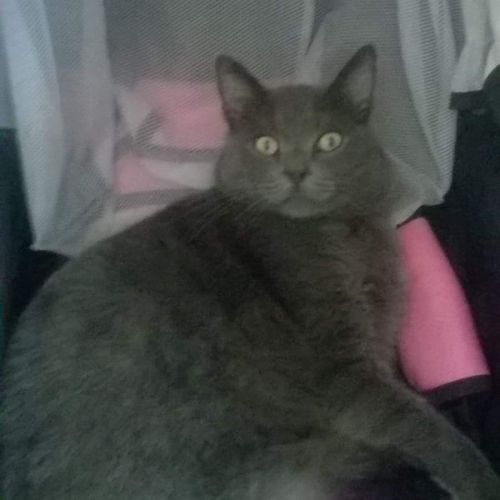 Moki Moki