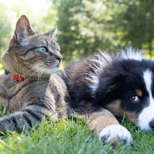Témoignages d'escroqueries à l'adoption d'animaux sur Internet Témoignages d'escroqueries à l'adoption d'animaux sur Internet