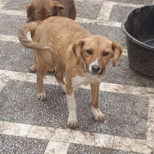 #BE2310059 - Chien à Adopter #BE2310059 - Chien à Adopter