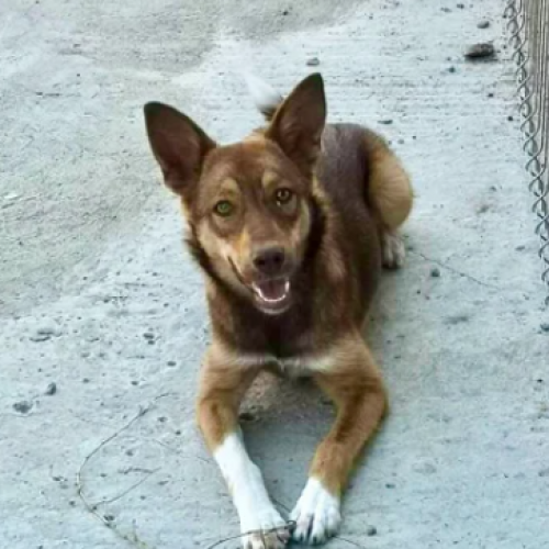#BE2310163 - Chien à adopter #BE2310163 - Chien à adopter