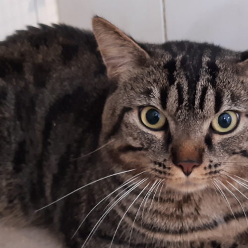 Chat trouvé Schaerbeek Chat trouvé Schaerbeek