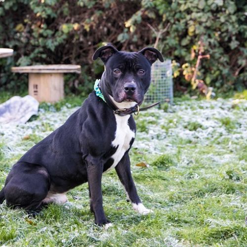 #BE2310185 - Chien à Adopter #BE2310185 - Chien à Adopter