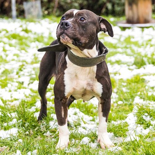 #BE2310188 - Chien à Adopter #BE2310188 - Chien à Adopter