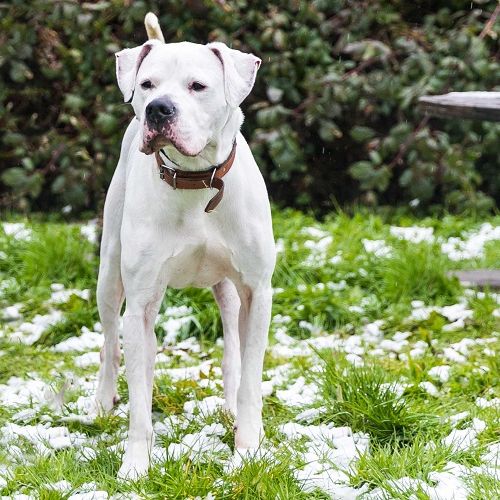 #BE2310190 - Chien à Adopter #BE2310190 - Chien à Adopter