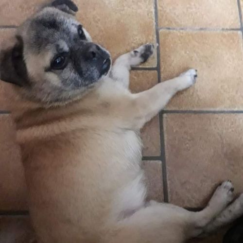 Chiens trouvés Audregnies Chiens trouvés Audregnies