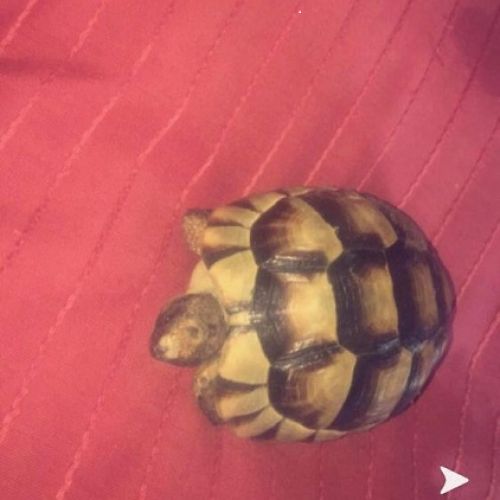 Sidonie Sidonie