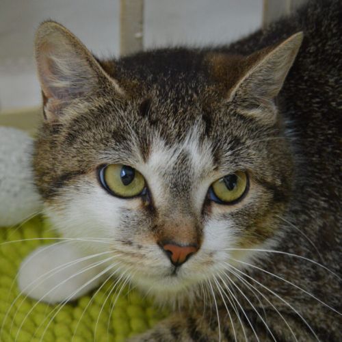 #BE2310428 - Chat à adopter #BE2310428 - Chat à adopter