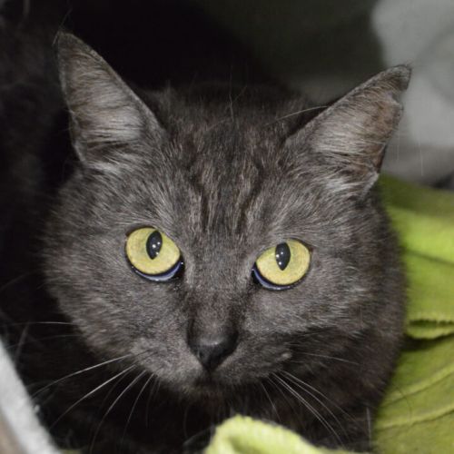 #BE2310429 - Chat à adopter #BE2310429 - Chat à adopter