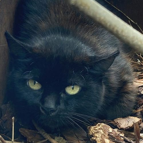 #BE2310446 - Chat à adopter #BE2310446 - Chat à adopter
