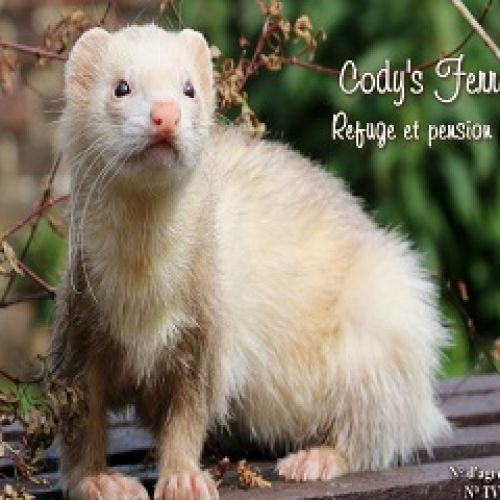 Cody's Ferret Cody's Ferret