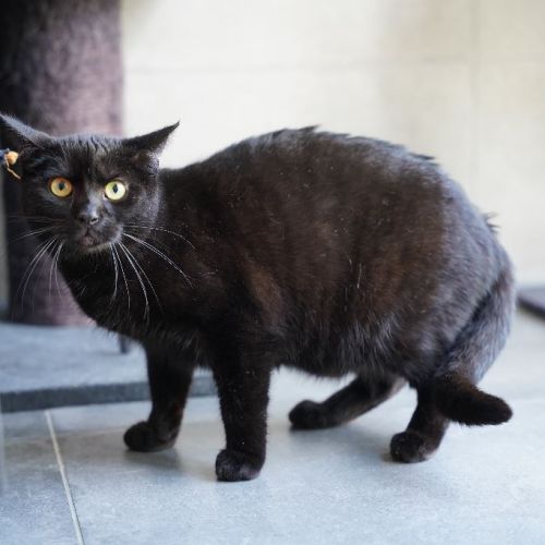 #BE2310539 - Chat à adopter #BE2310539 - Chat à adopter