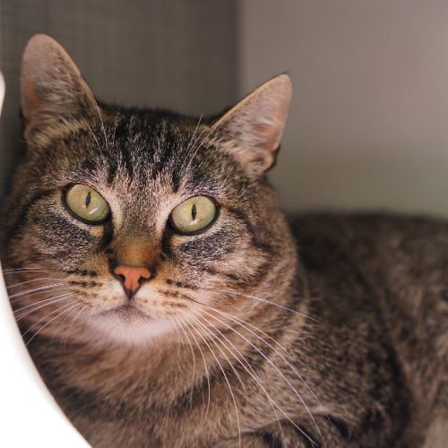 #BE2310546 - Chat à adopter #BE2310546 - Chat à adopter