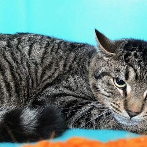 #BE2310548 - Chat à adopter #BE2310548 - Chat à adopter