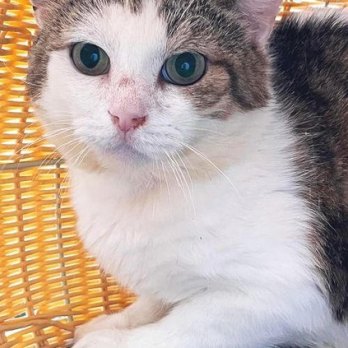#BE2310665 - Chat à Adopter #BE2310665 - Chat à Adopter