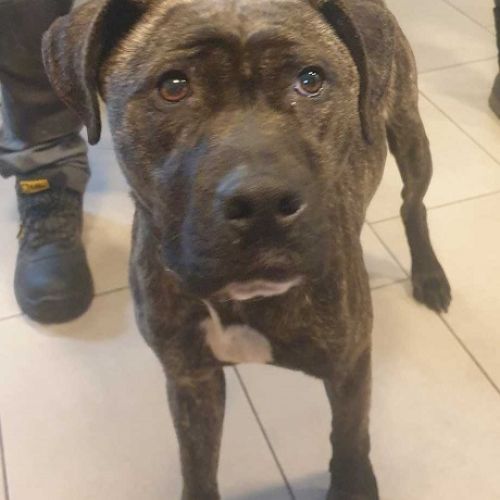 #BE2310720 - Chien à Adopter #BE2310720 - Chien à Adopter