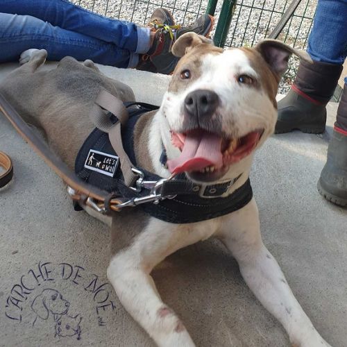 #BE2310721 - Chien à Adopter #BE2310721 - Chien à Adopter
