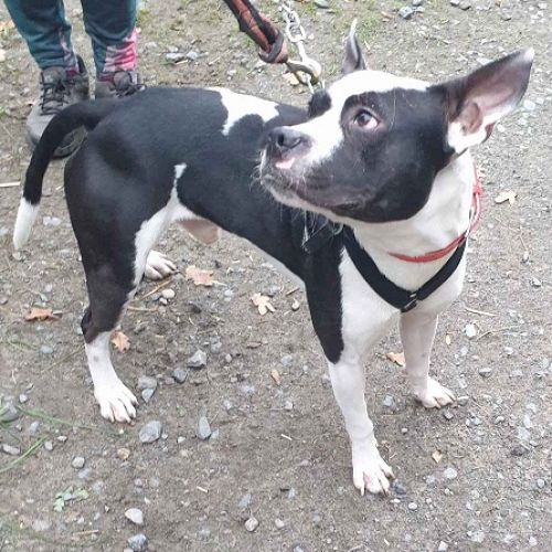 #BE2310722 - Chien à Adopter #BE2310722 - Chien à Adopter