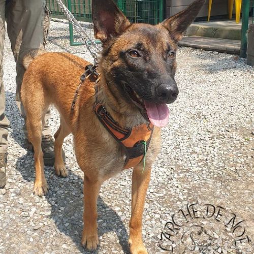 #BE2310724 - Chien à Adopter #BE2310724 - Chien à Adopter