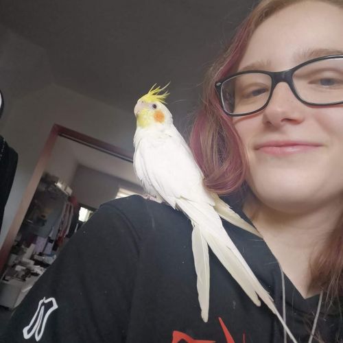 Pipou Pipou