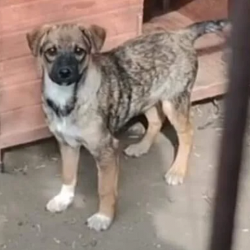 #BE2310765 - Chien à adopter #BE2310765 - Chien à adopter